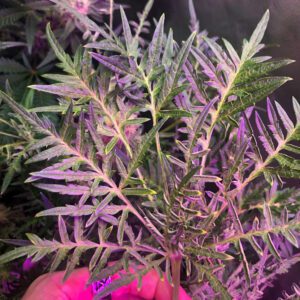 Crazy Cannabis Leaf Types