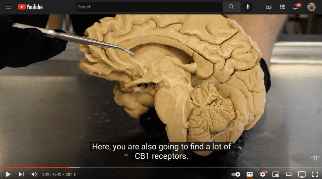 cannabis brain anatomy
