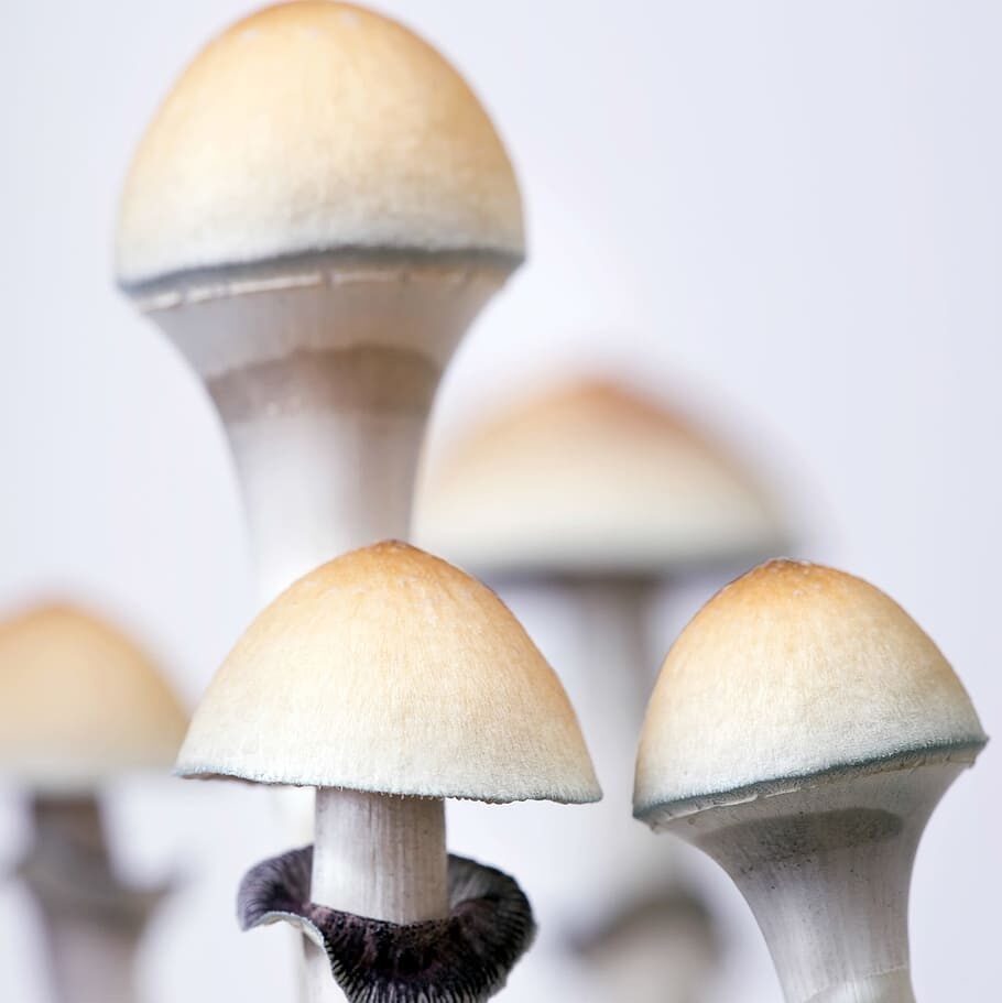 Magic mushroom microdosing