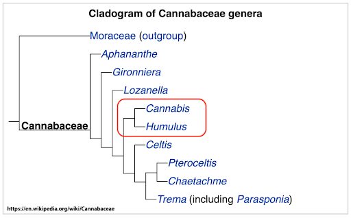 Cannabaceae genera